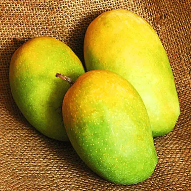 Mango-Kesar-semi-ripe