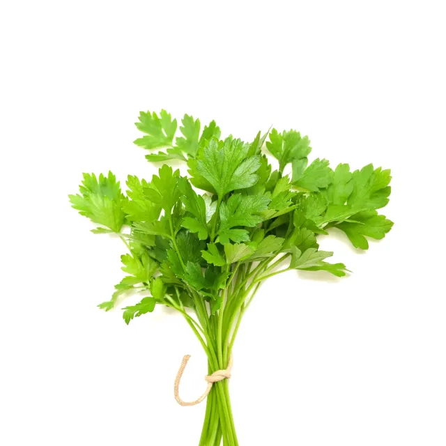 corianderleaf