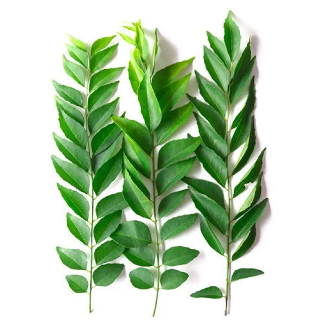 leaf-curry_425db808-f72c-4bd5-98e8-cbad19e234cb